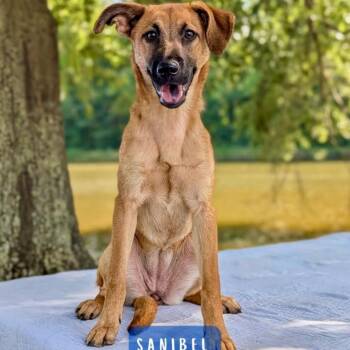 Sanibel 08-2416 -  German Shepherd Dog and Retriever Dog for Adoption in Tyrone, Georgia - Sanibel 08-2416 | PetCurious