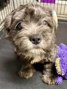 French Bulldog Dogs Available for Adoption in Boca Raton, Florida - Hypoallergenic Fluffy Frenchie Puppy Boy Mr | PetCurious