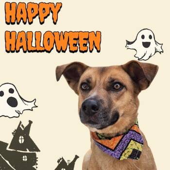 Rescue Mixed Breed Dogs for Adoption in Anderson, Indiana - Scrappy | PetCurious