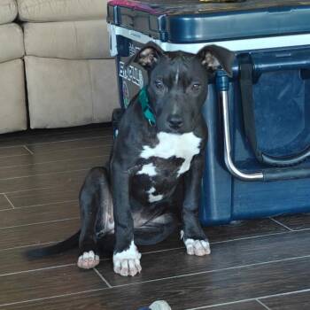 Black Labrador Retriever and Staffordshire Bull Terrier Dogs Available for Adoption in Cleveland, Texas - Ducky | PetCurious