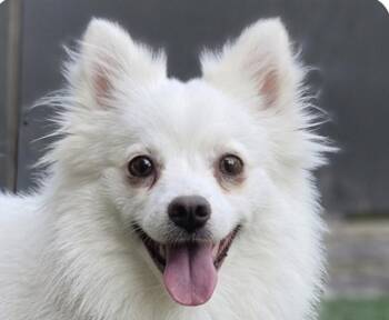 Phoebe -  Spitz Dog for Adoption in San Ramon, California - Phoebe | PetCurious