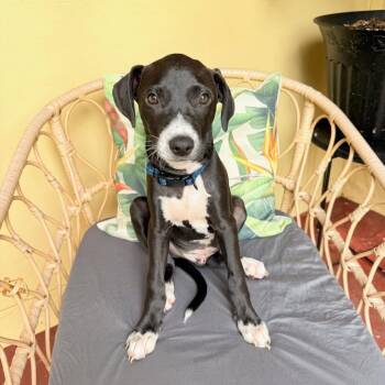 Goat -  Coonhound Dog for Adoption in Wahiawa, Hawaii - Goat | PetCurious