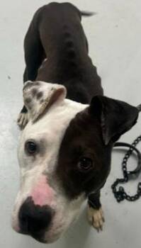 Zeus -  Mixed Breed Dog for Adoption in Savannah, Georgia - Zeus | PetCurious