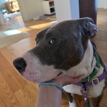 Rescue American Staffordshire Terrier Dogs for Adoption in New York, New York - Paco | PetCurious
