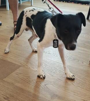 Ben -  Feist Dog for Adoption in Wilmington, North Carolina - Ben | PetCurious