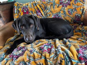 Rescue Chocolate Labrador Retriever and Labrador Retriever Dogs for Adoption - EJ - Fostered In The Hudson Valley,  NY | PetCurious