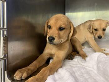 CECE -  Labrador Retriever and Mixed Breed Dog for Adoption in Grand Prairie, Texas - CECE | PetCurious