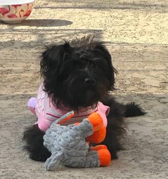 Mina, One True Lapdog -  Poodle Dog for Adoption in Houston, Texas - Mina, One True Lapdog | PetCurious