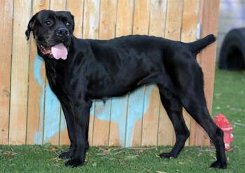 BEYONCE -  American Bulldog and Mixed Breed Dog for Adoption in West Valley City, Utah - BEYONCE | PetCurious