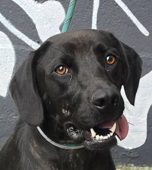 Meadow -  Labrador Retriever Dog for Adoption in Newport, Tennessee - Meadow | PetCurious