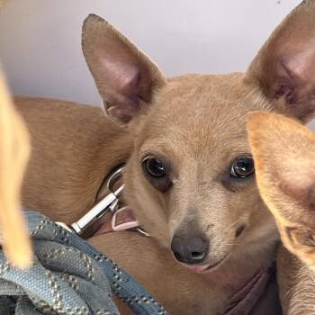 Chihuahua Dogs Available for Adoption in Redwood Valley, California - Precious Girl | PetCurious