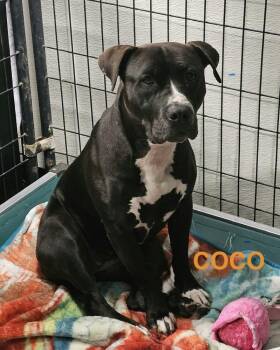 Coco -  Boxer Dog for Adoption in Fremont, Nebraska - Coco | PetCurious