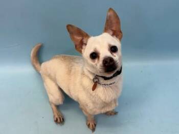 Jax -  Chihuahua and Mixed Breed Dog for Adoption in Woodbury, Minnesota - Jax | PetCurious