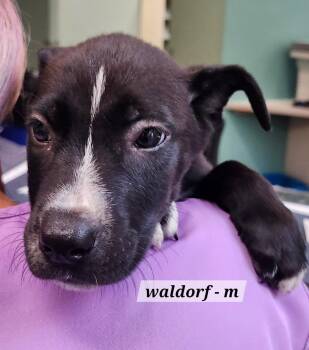 Waldorf -  Labrador Retriever Dog for Adoption in Hillside, Illinois - Waldorf | PetCurious