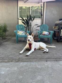 Sticky Rice -  Siberian Husky and Mixed Breed Dog for Adoption in Fresno, California - Sticky Rice | PetCurious