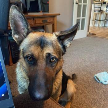 Arlo (PKA Clifford) -  German Shepherd Dog Dog for Adoption in Tulsa, Oklahoma - Arlo (PKA Clifford) | PetCurious