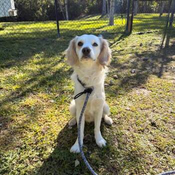 Mixed Breed Dogs Available for Adoption - Angel | PetCurious