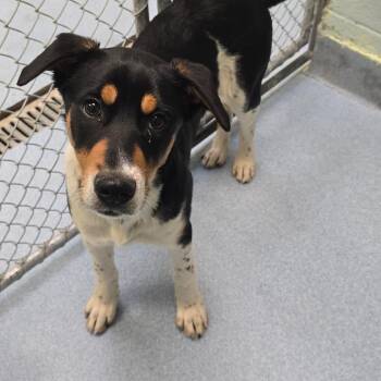 Australian Cattle Dog Blue Heeler Dogs Available for Adoption in East Hanover, New Jersey - Bucky | PetCurious