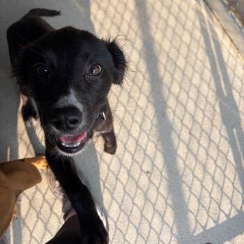 Claire -  Retriever and Hound Dog for Adoption in Wilmington, Delaware - Claire | PetCurious