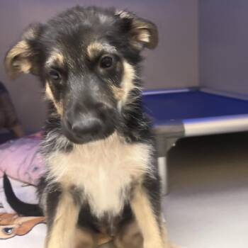 Trinidad 54103 -  German Shepherd Dog and Mixed Breed Dog for Adoption in Las Vegas, Nevada - Trinidad 54103 | PetCurious