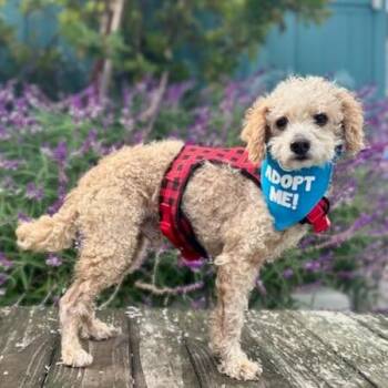 Miko -  Poodle Dog for Adoption in Pacific Grove, California - Miko | PetCurious