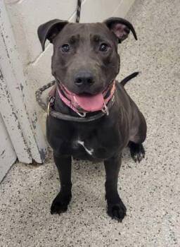 Blackberry -  Pit Bull Terrier and Mixed Breed Dog for Adoption in Kansas City, Missouri - Blackberry | PetCurious