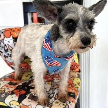 Okie -  Miniature Schnauzer Dog for Adoption in Lucas, Texas - Okie | PetCurious