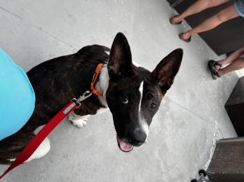 Eddie -  Akita Dog for Adoption in Akron, Ohio - Eddie | PetCurious