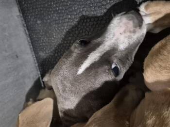 SHANNON -  American Staffordshire Terrier Dog for Adoption in San Antonio, Texas - SHANNON | PetCurious