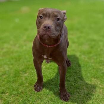 Rescue Terrier and Mixed Breed Dogs for Adoption in Cumberland, Maryland - Oliver | PetCurious