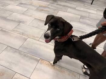 KALY -  Labrador Retriever and Mixed Breed Dog for Adoption in Charlotte, North Carolina - KALY | PetCurious