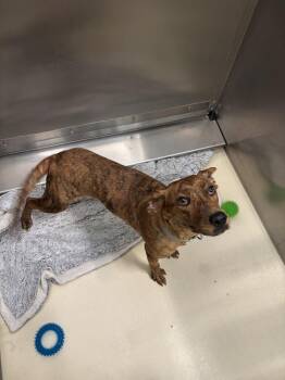 Charlotte -  Plott Hound Dog for Adoption in Kalamazoo, Michigan - Charlotte | PetCurious