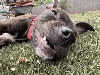 Indy Anna Bones (Leek) -  Boxer and Pit Bull Terrier Dog for Adoption in Colorado Springs, Colorado - Indy Anna Bones (Leek) | PetCurious