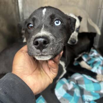 Cattle Dog Dogs Available for Adoption - Rhea | PetCurious