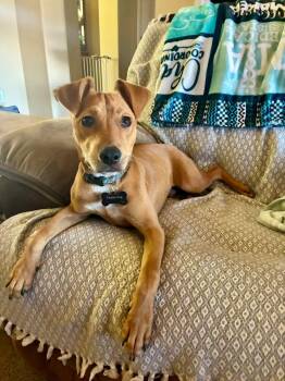Ranger -  American Staffordshire Terrier Dog for Adoption in Fresno, California - Ranger | PetCurious