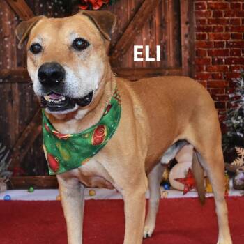 Eli -  Golden Retriever and Pit Bull Terrier Dog for Adoption in Yuma, Arizona - Eli | PetCurious