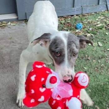 Rosie -  Catahoula Leopard Dog Dog for Adoption in Dallas, Texas - Rosie | PetCurious