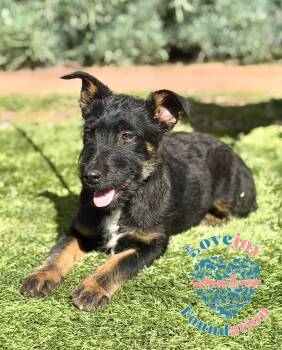 Airedale Terrier and Labrador Retriever Dogs Available for Adoption - Tulip | PetCurious