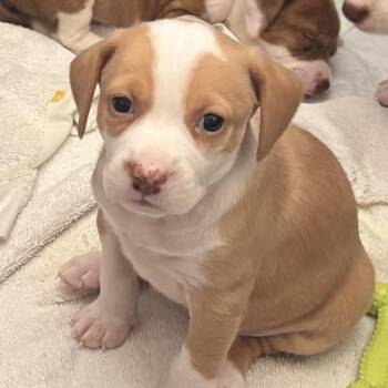 Pumpkin -  American Bulldog Dog for Adoption in Brentwood, Tennessee - Pumpkin | PetCurious