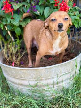 Muffin -  Chihuahua Dog for Adoption in Douglas, Georgia - Muffin | PetCurious