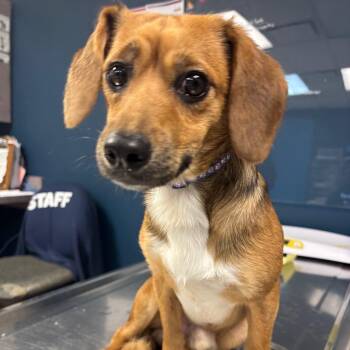 Mixed Breed Dogs Available for Adoption in Newark, New Jersey - French Toast | PetCurious