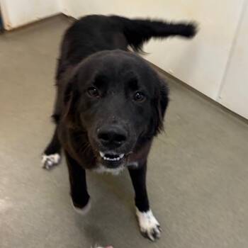 Badger -  Mixed Breed Dog for Adoption in Rocky Mount, Virginia - Badger | PetCurious