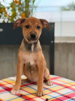 Toy Story Litter - Dolly -  Mixed Breed Dog for Adoption in Savage, Minnesota - Toy Story Litter - Dolly | PetCurious