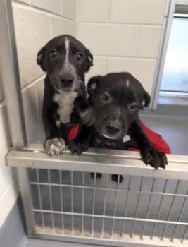 Kirk - Chekov -  Terrier Dog for Adoption in Hilton Head Island, South Carolina - Kirk - Chekov | PetCurious