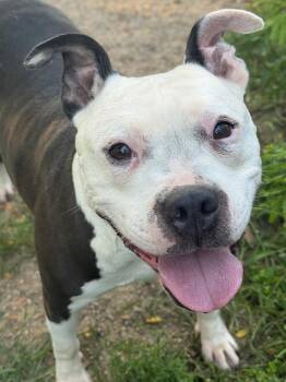 Nora -  Bulldog Dog for Adoption in Anderson, Indiana - Nora | PetCurious