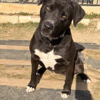 Black Labrador Retriever Dogs Available for Adoption - Val | PetCurious