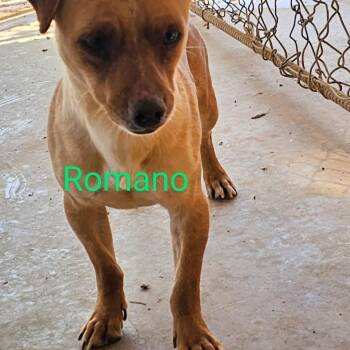 Rescue Chihuahua Dogs for Adoption in Midland, Texas - Romano | PetCurious