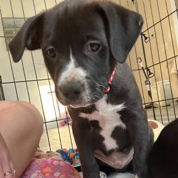 Gouda -  Labrador Retriever and Pit Bull Terrier Dog for Adoption in Raleigh, North Carolina - Gouda | PetCurious