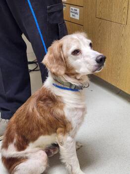 GA/Jimbo & Jimmy (Bonded Pair) -  Brittany Spaniel Dog for Adoption in Baldwinsville, New York - GA/Jimbo & Jimmy (Bonded Pair) | PetCurious