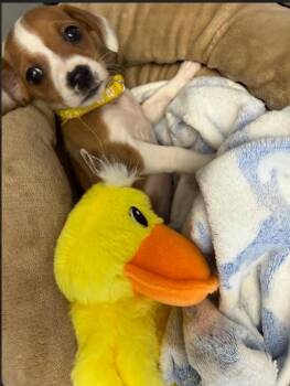 Jack Russell Terrier and Mixed Breed Dogs Available for Adoption - Fauna | PetCurious